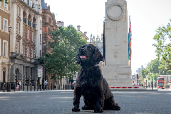 RPD Eddy, a Cocker Spaniel, at The Cenotaph