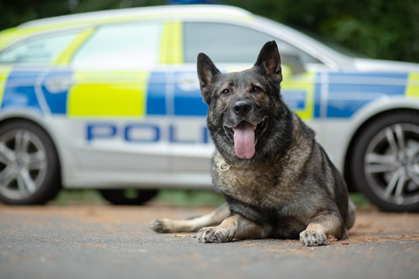 RPD Jensen, a German Shepherd, with a police car in the background