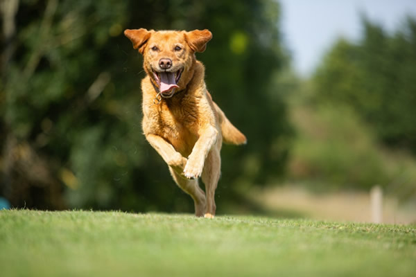 RPD Milly running