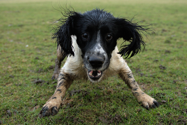 RPD Murphy