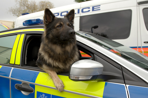 RPD Prince leaning out of a police car