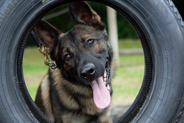 RPD Rigs a German Shepherd