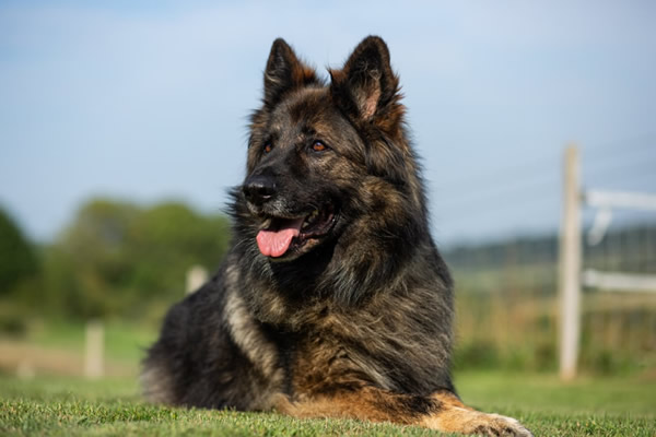 RPD Tigger