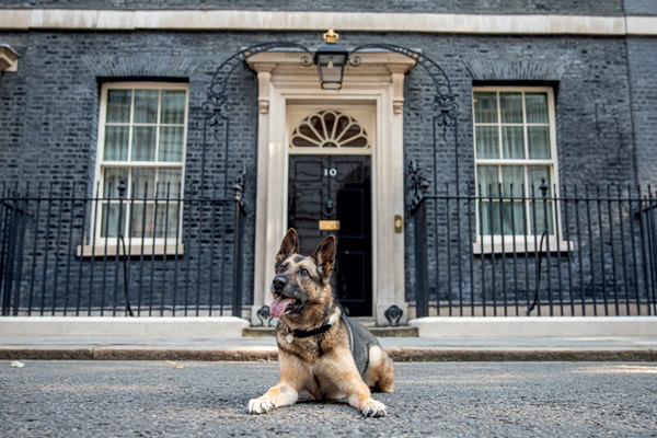 RPD Vespa a German Shepherd, in front of 10 Downing Street