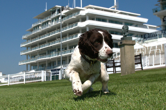 Spaniel working